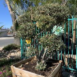 Little Olive Topiary Bonsai Tree 30” Box 