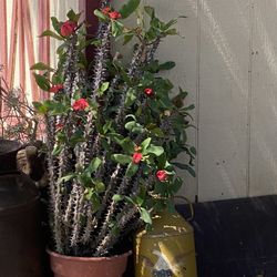 Cactus