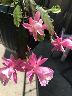German Empress Epiphyllum Orchid Cactus (Pink) for Sale in Stanton, CA -  OfferUp