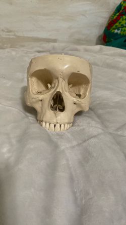 Anatomically Correct Skull