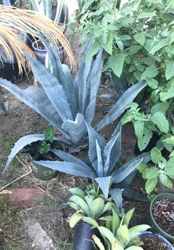 Plants - Catus - succulents