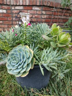 Succulents