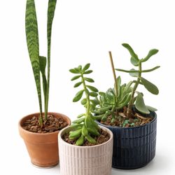 Set Of 3 Small Plants In Decorative Vase