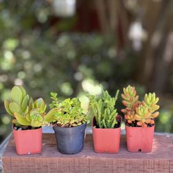 4 Rooted Succulents size 2” 