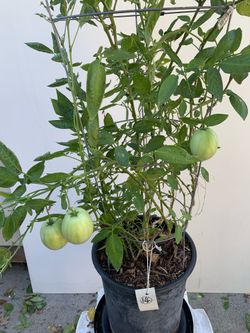 #14- Pepino Melon Plant 人参果樹