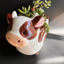 Cute Succulent’s Arrangements 