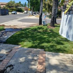 Natural Grass 