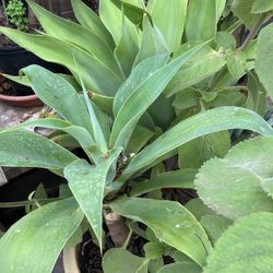Plants,Agaves, Jade In 5 Gallon Pots 