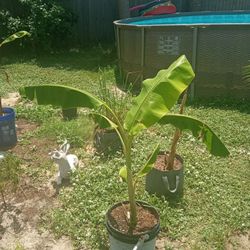 Banana Tree Plant