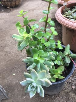 Assorted plants