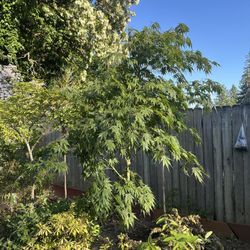 8’ Orange Flame Japanese Maple 