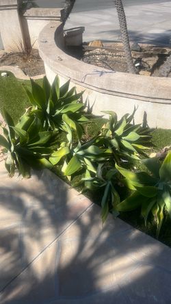Plants