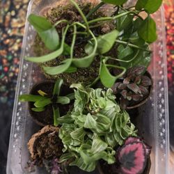 Bio Active Terrarium Plant Pack