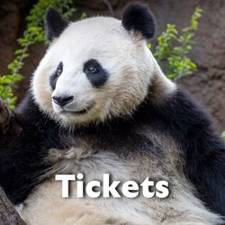 San Diego Zoo Tickets 