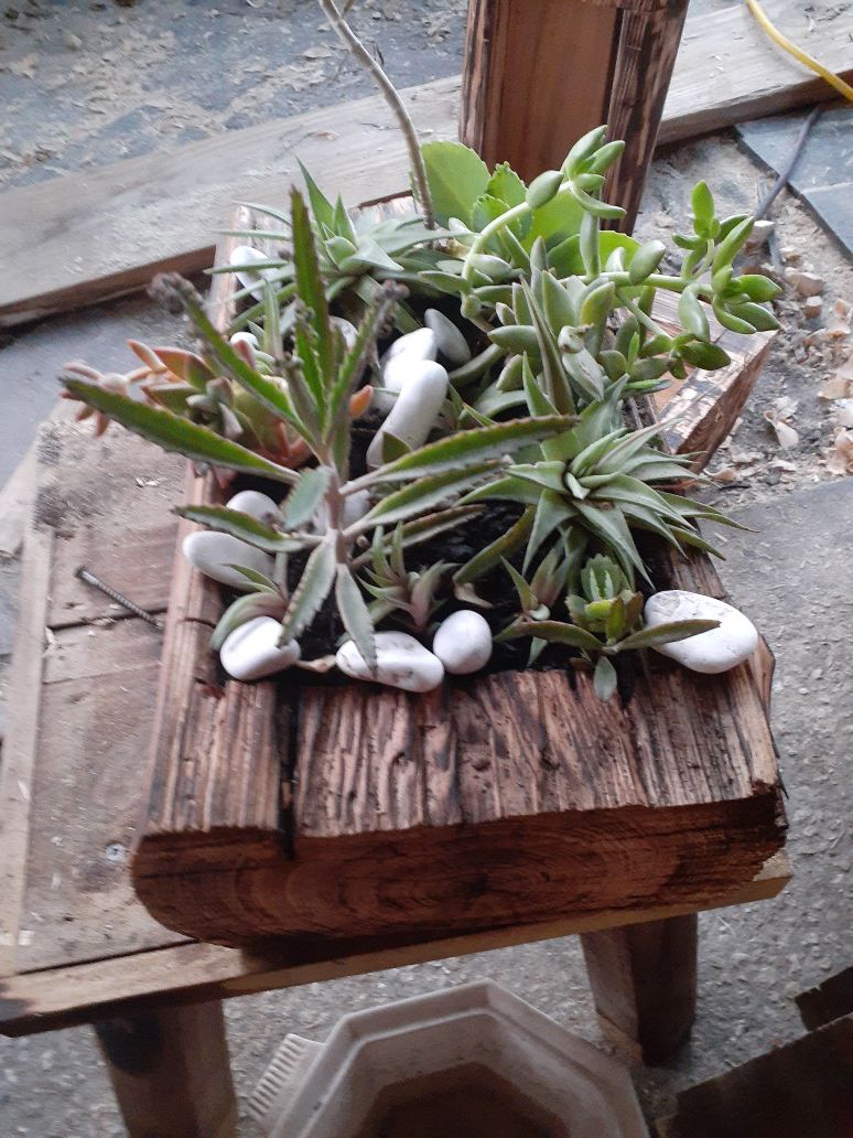 House hand made succulent in wood