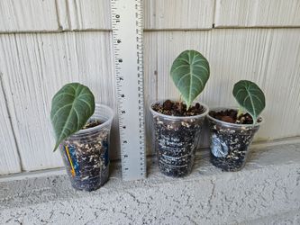 Alocasia Maharani Plants