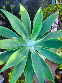 Large Foxtail Agaves - 3' ft. 🪴