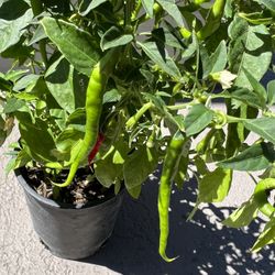 Indian Chilli Plant