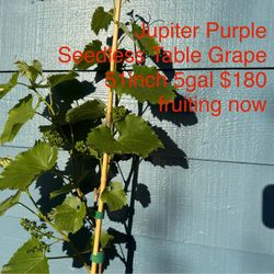 jupiter purple seedless table grape plant