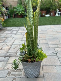 Assorted Succulent Plants