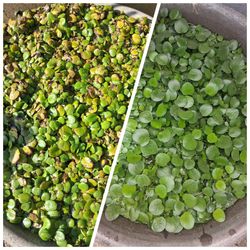 2 large rounds of frogbit floating pond plant
