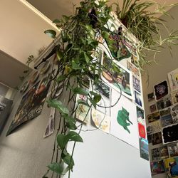 Two 40 Year Old Healthy Houseplants 