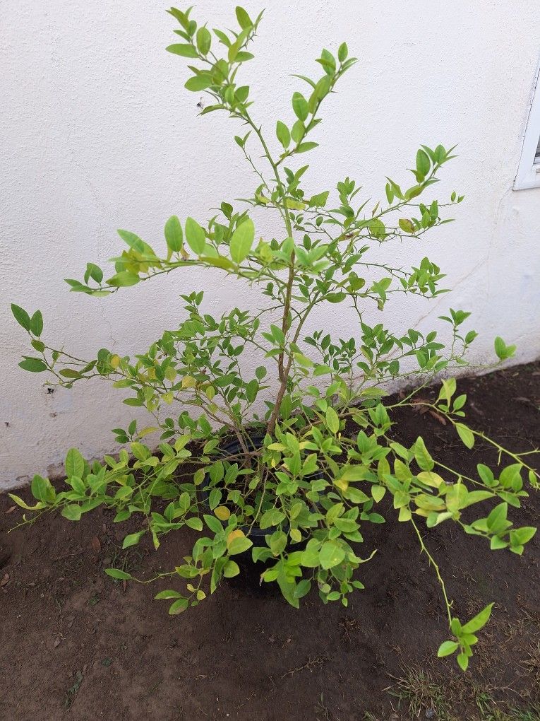 árbol de naranja mexicano Cáscara delgadita y grande mide 38in ya no tarda echar naranjas está listo para ser plantado.