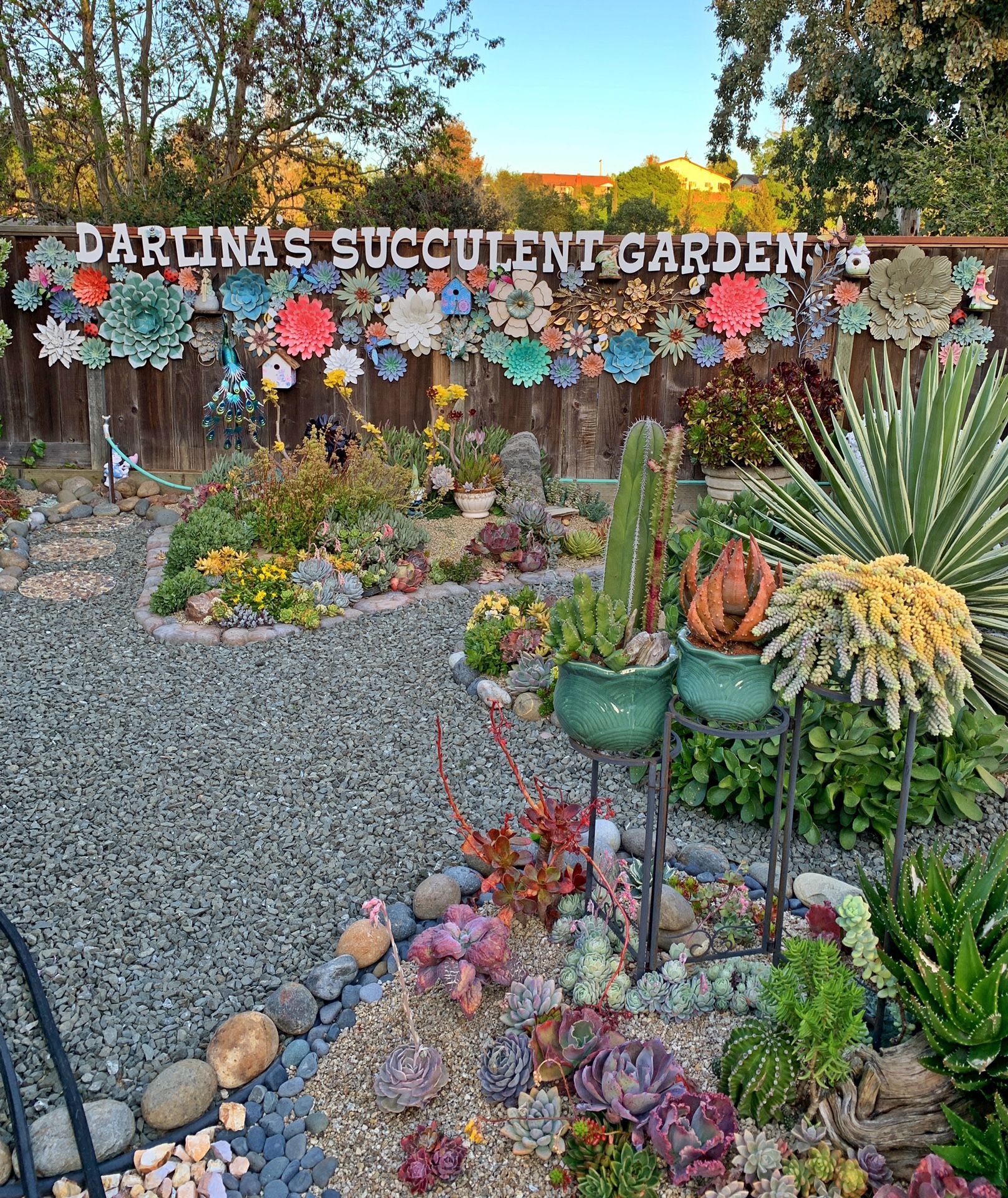 Succulents
