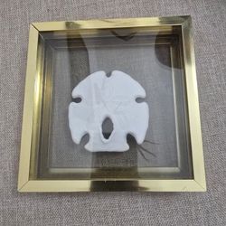 Sand Dollar In Glass Case