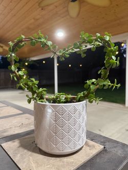 Jade Plant in White Ceramic Pot