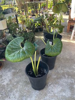 Beautiful plant