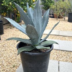 Blue Agave Succulent