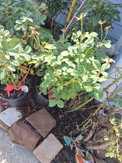 Roses for planting Mardi grass. Brand roses usa