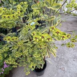 Euphorbia Ascot Raimbow