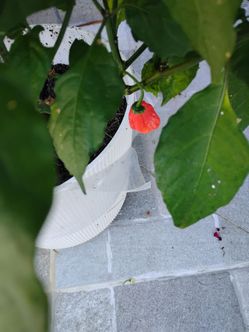 Carolina Reaper Peppers