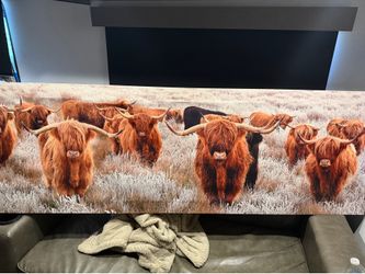 Highland cow wall art