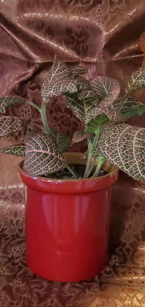 This Weekend Only $15! Thriving Pink Fittonia