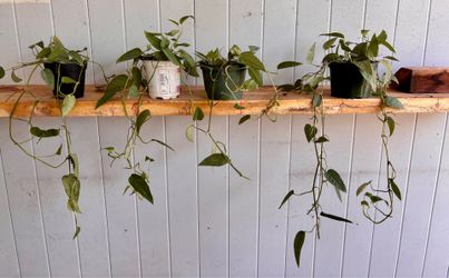 Sebu blue Pothos
