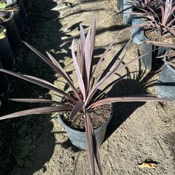 Cordyline 