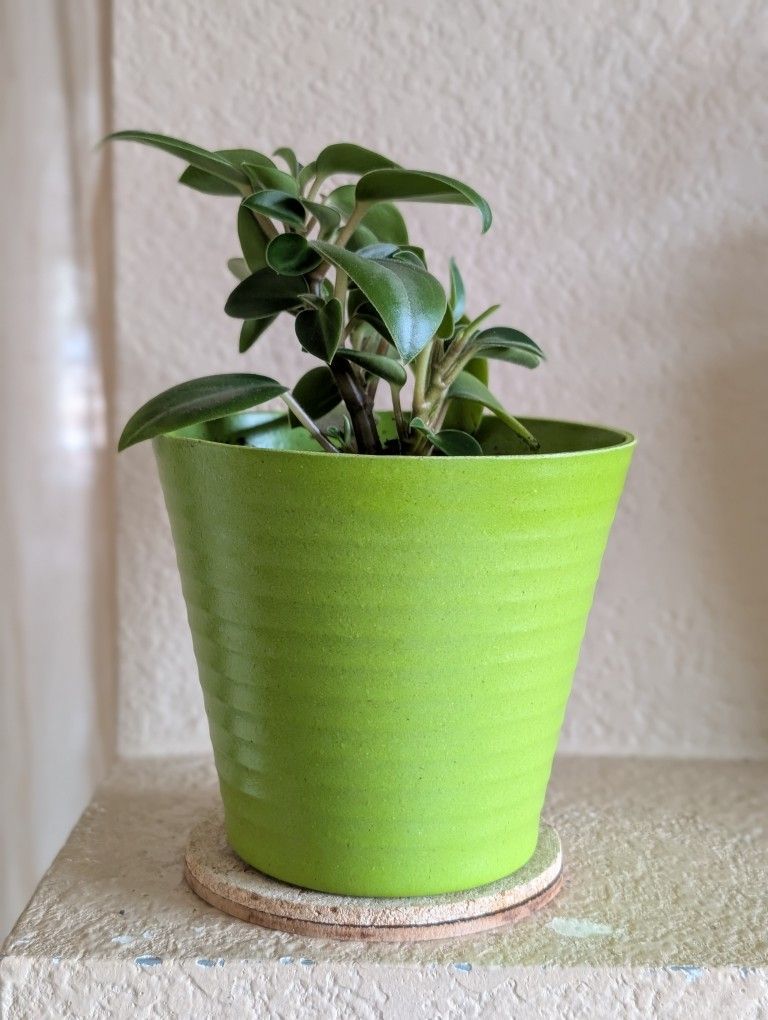 Healthy Beautiful Indoor Plant(Peperomia)