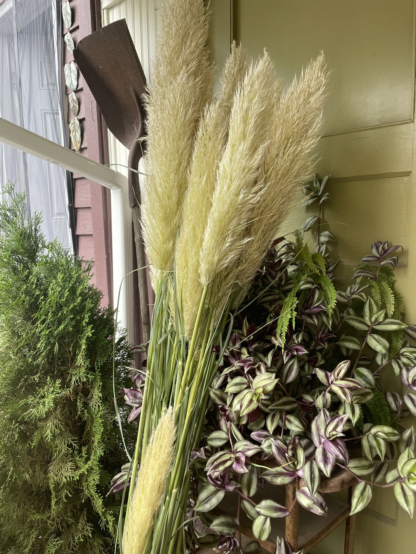 4-5’ PAMPAS GRASS PLUMES! Perfect Shape & Gorgeous!