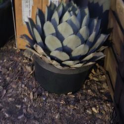 Succulents And Cactus 
