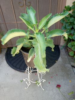 planta de kolanchoe