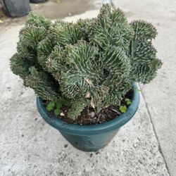Rare Cactus