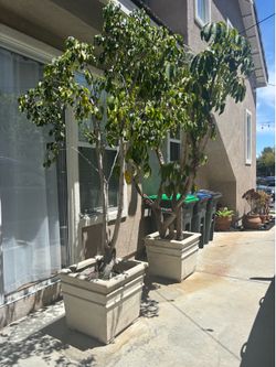 Cement Square Planters ~ 24” x 24”
