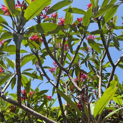 Plumeria Cuttings Different Colors