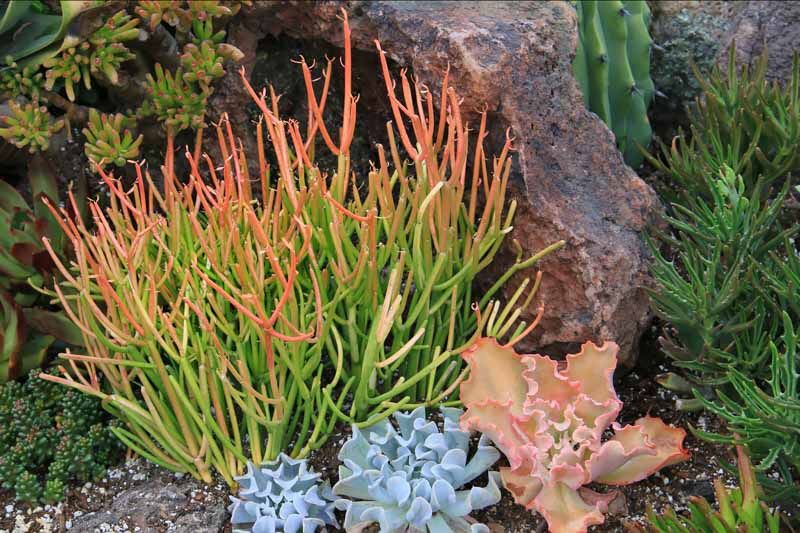 🌵Fire Stick Plants- Euphorbia Tirucalli- Aveloz- Indian tree spurge- Naked Lady- Milk Bush- Pencil Cactus 🌵