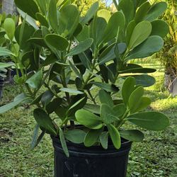 Clusia with installation 15g 7g 3g privacy hedges plants