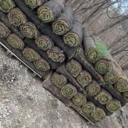 Kentucky blue sod for sale $