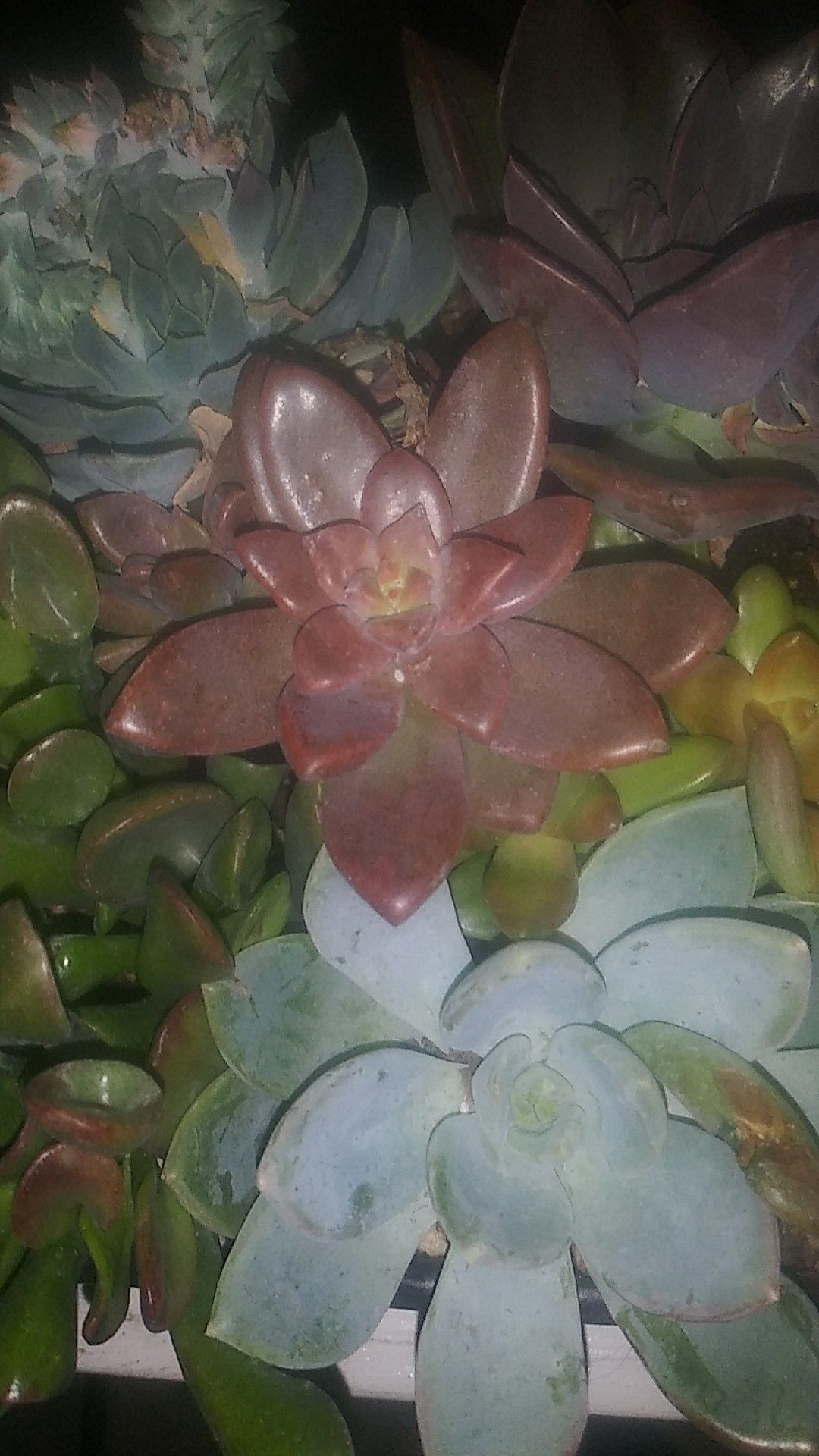 Succulents bundle in decorative pot